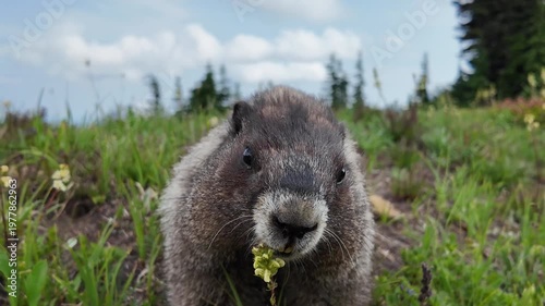 Chipmunk rodent. Gopher outdoor. Wild animal in nature. Rodent animal chipmunk. Rodent animal family. Wildlife nature. Ground squirrel. Hoary Marmot. Chipmunk wild squirrel