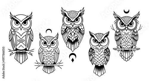 Detailed illustrations of multiple owl species.