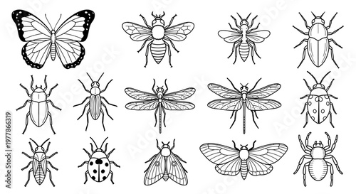 Insects and bug line drawings collection.