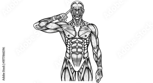 Muscular man with defined body structure.