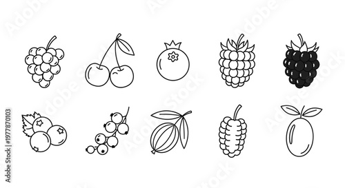 Variety of Fruit Illustrations Closeup.