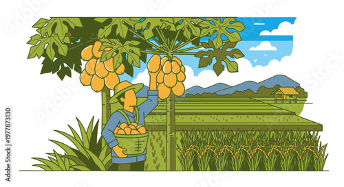 Man picking oranges from tree.