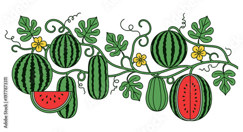 Watermelon Fruit Green Ripe Fresh.