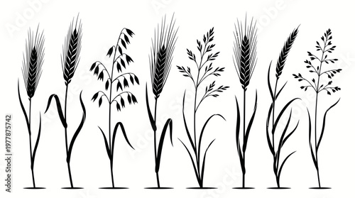 Set of Black Silhouettes of Cereal Grains and Wheat Stalks Including Barley, Oats, and Rye Isolated on White Background for Agricultural Design and Graphics.