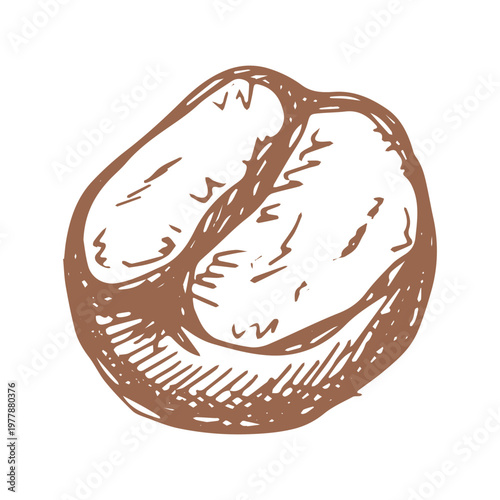 Hand drawn fresh roasted coffee bean Arabica robusta seed doodle Single element for print, web, design, decor