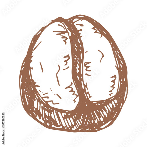 Hand drawn fresh roasted coffee bean Arabica robusta seed doodle Single element for print, web, design, decor