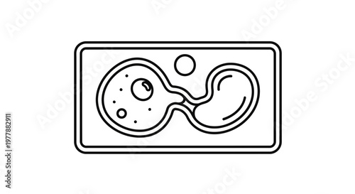 Microscopic view of amoeba dividing by binary fission, illustration