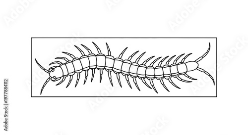 Black and White Illustration of a Centipede with Many Legs