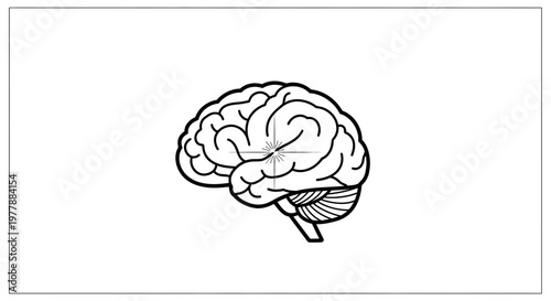 Black and White Line Art of Human Brain, Cerebrum and Cerebellum Anatomy