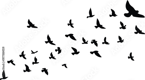 Black Flying Birds silhouettes set isolated on white background, Vector flock of birds in flight for nature and freedom concepts, Migratory bird shapes.