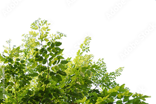 Green Leaves transparent Background