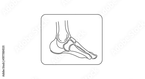 Anatomical illustration of the human foot bones, side view, line art