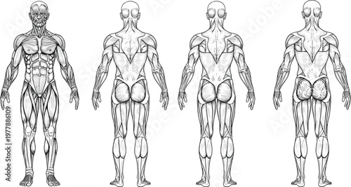 Human muscular system anatomy illustration, front and back view male body muscles diagram, medical education drawing, detailed anatomy study concept