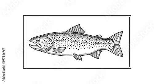Vintage Illustration of a Speckled Trout Fish, Black and White Line Art