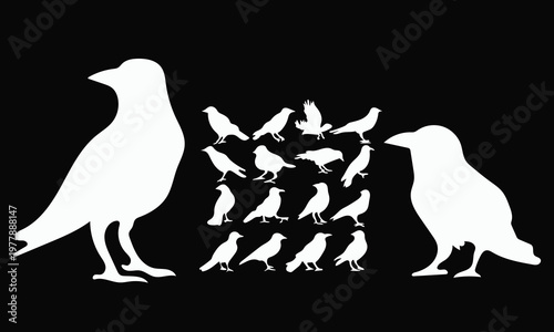 White Crow silhouettes set on black background, High-contrast Raven shapes for dramatic night sky and mysterious nature themes.