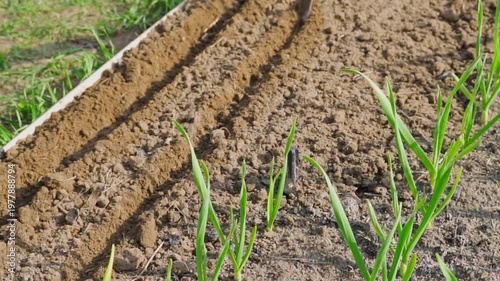 Wallpaper Mural Making furrows in garden bed with hoe for seed planting. Sunny spring day working in vegetable garden Torontodigital.ca