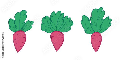 Hand drawn farm daikon radish beet beetroot plant with green leaves Fresh vegetable doodle set Healthy eco food Organic garden vegetarian food For design, print, packaging, decor, kids books