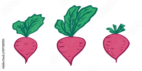 Hand drawn farm daikon radish beet beetroot plant with green leaves Fresh vegetable doodle set Healthy eco food Organic garden vegetarian food For design, print, packaging, decor, kids books