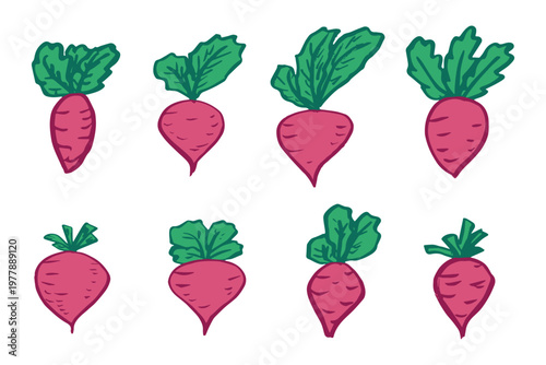 Hand drawn farm daikon radish beet beetroot plant with green leaves Fresh vegetable doodle set Healthy eco food Organic garden vegetarian food For design, print, packaging, decor, kids books