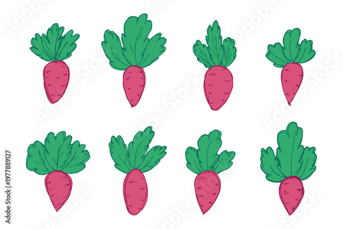 Hand drawn farm daikon radish beet beetroot plant with green leaves Fresh vegetable doodle set Healthy eco food Organic garden vegetarian food For design, print, packaging, decor, kids books