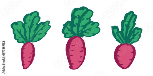 Hand drawn farm daikon radish beet beetroot plant with green leaves Fresh vegetable doodle set Healthy eco food Organic garden vegetarian food For design, print, packaging, decor, kids books