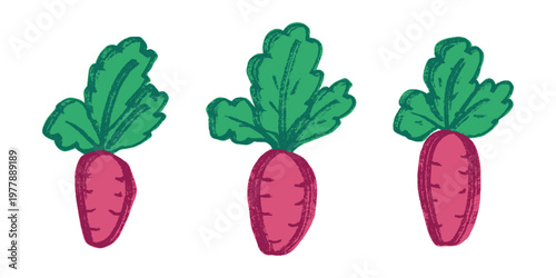 Hand drawn farm daikon radish beet beetroot plant with green leaves Fresh vegetable doodle set Healthy eco food Organic garden vegetarian food For design, print, packaging, decor, kids books