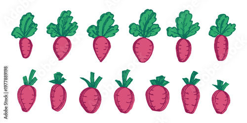 Hand drawn farm daikon radish beet beetroot plant with green leaves Fresh vegetable doodle set Healthy eco food Organic garden vegetarian food For design, print, packaging, decor, kids books