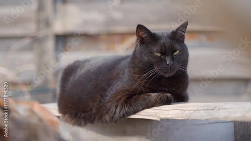 Wallpaper Mural Beautiful black cat lying on wooden board close-up Torontodigital.ca