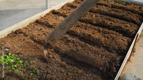 Wallpaper Mural Covering seed rows with soil on greenhouse bed after planting. Gardener working in greenhouse at sunset Torontodigital.ca