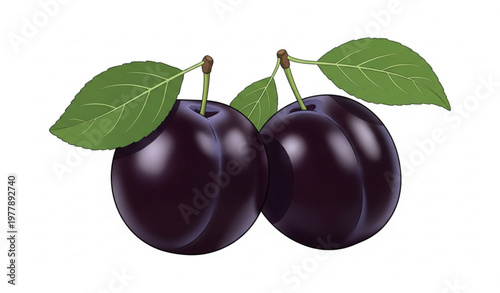 Two Black Plums with Green Leaves Vector Illustration – Fresh Fruit Minimal Still Life on White Background