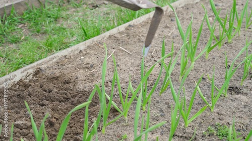 Wallpaper Mural Gardener manually cultivating garden bed soil with hoe. Green garlic and onions growing on bed in spring Torontodigital.ca
