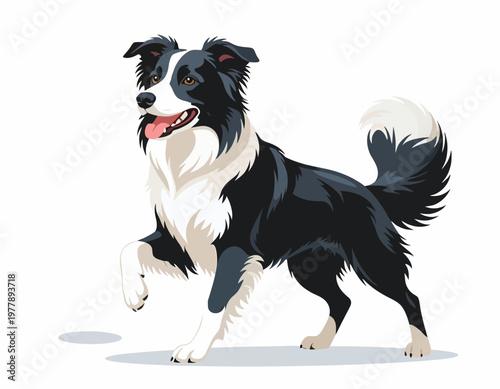 Detailed vector illustration of a happy black and white Border Collie dog illustration with one paw raised.
