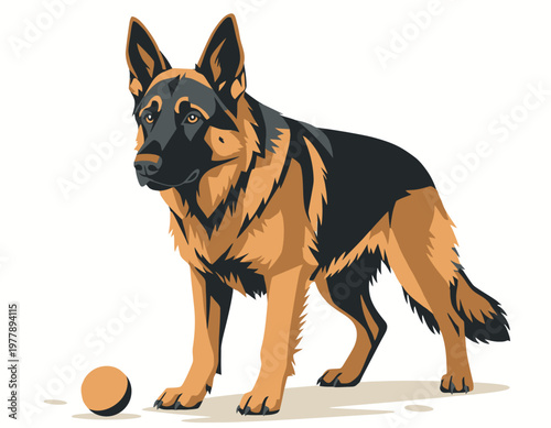 A detailed vector illustration of a german shepherd standing with a ball on the floor
