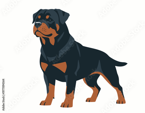 A detailed vector illustration of a powerful Rottweiler dog standing proudly with its distinctive black and tan markings.