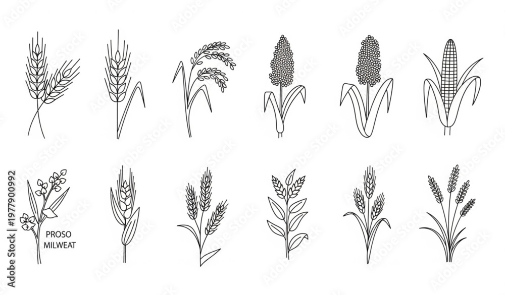 Fototapeta premium Set of Isolated Thin Line Grain Plant Icons in Botanical Doodle Style Featuring Cereal Crops Vector Illustration