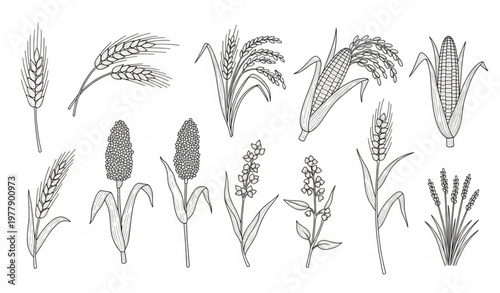 Agricultural Grain Plants Hand Drawn Doodle Icons Set with Editable Line Art Including Wheat, Maize, and Rice on White Background