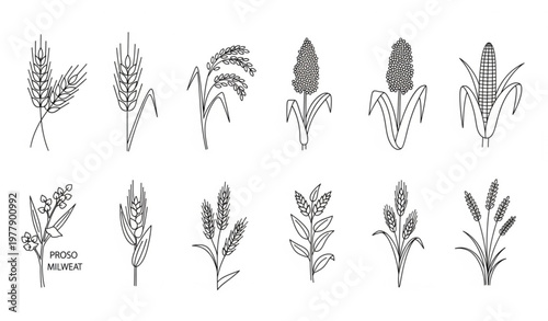 Set of Isolated Thin Line Grain Plant Icons in Botanical Doodle Style Featuring Cereal Crops Vector Illustration