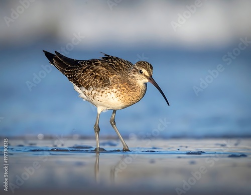A shorebird stands in shallow water, captured in a medium shot. The bird has a long, curved beak and mottled brown plumage