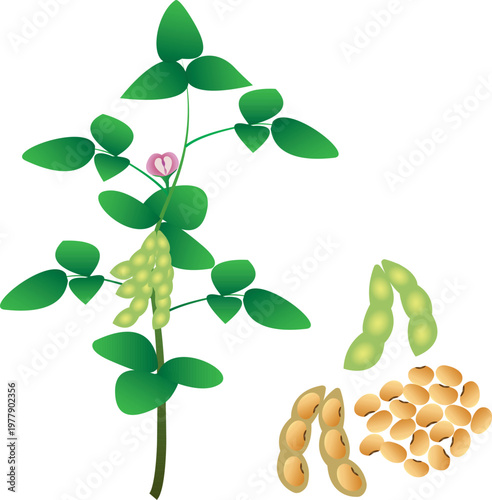 A detailed vector illustration of soybean plants with pods and leaves, ideal for agricultural and botanical design.