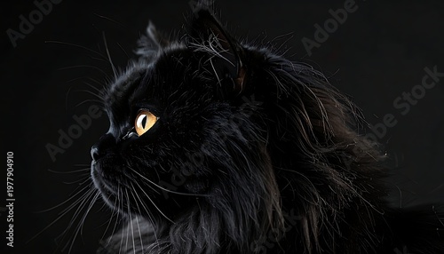 A side profile captures a fluffy black feline with vibrant yellow eyes gazing right. The image showcases the cat's lush fur and whiskers