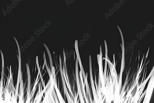 幻想的な白い草の抽象背景（黒背景）