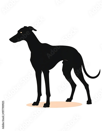A silhouette illustration of a slender dog, likely a breed known for its speed, facing left, against a white background. Its stance is alert