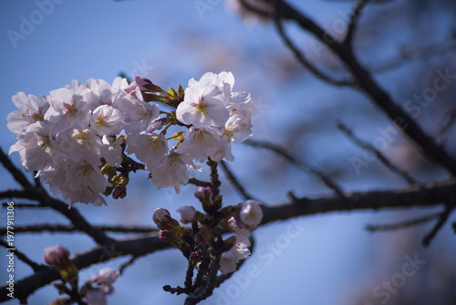 Cherry blossoms at the public park in Tokyo in spring
