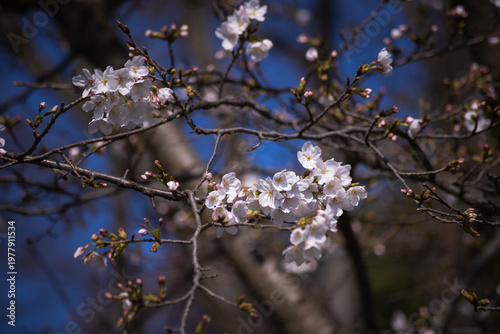 Cherry blossoms at the public park in Tokyo in spring