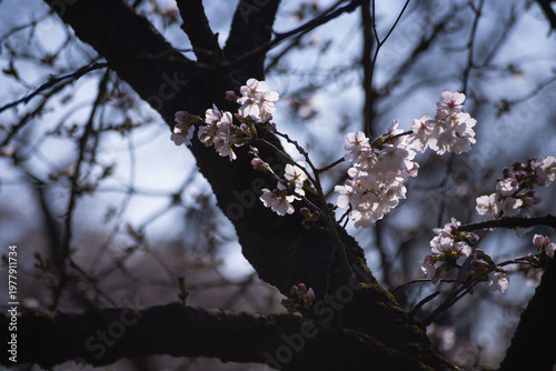 Cherry blossoms at the public park in Tokyo in spring