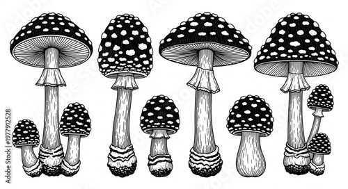 Detailed Ink Drawing of Amanita Mushroom Cluster with Spotted Caps.