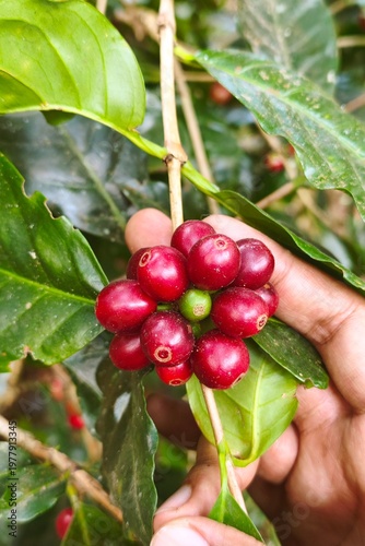 Coffee beans ripening on a tree