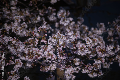 Cherry blossoms at the public park in Tokyo in spring