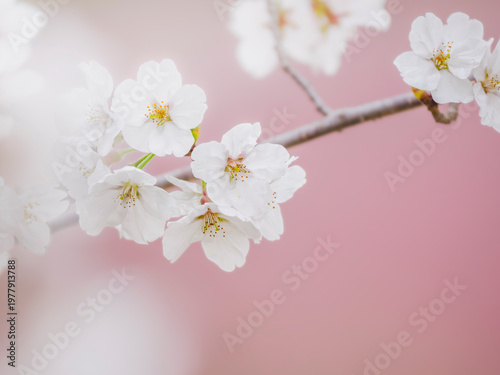 桜の花のある風景。満開の桜。真っ白な花びらとふんわりボケた様子。ピンクのやわらかい背景。春のイメージ。心象風景。