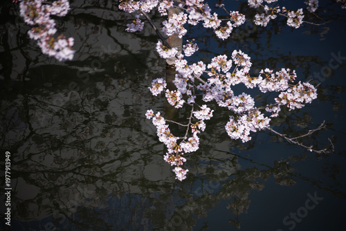 Cherry blossoms at the public park in Tokyo in spring